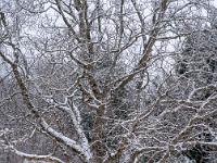 Verzweigter Baum mit Neuschnee bedeckt